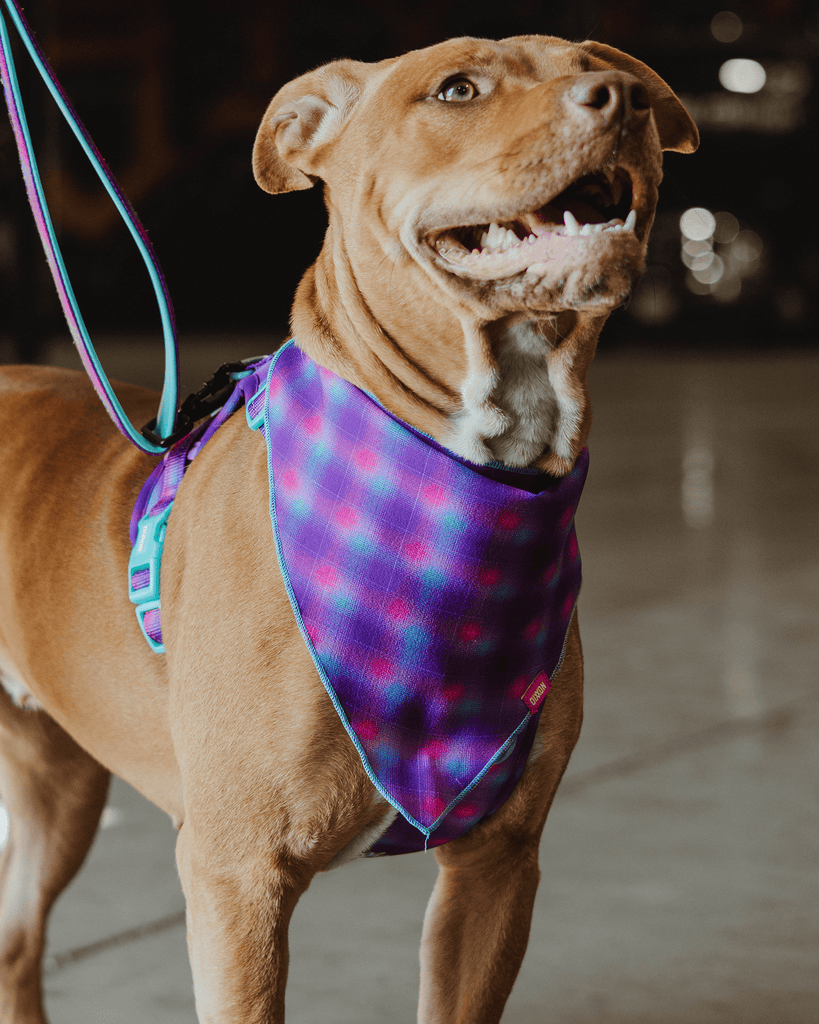 Dog Bandana - Aqua & Pink - Dixxon Flannel Co.