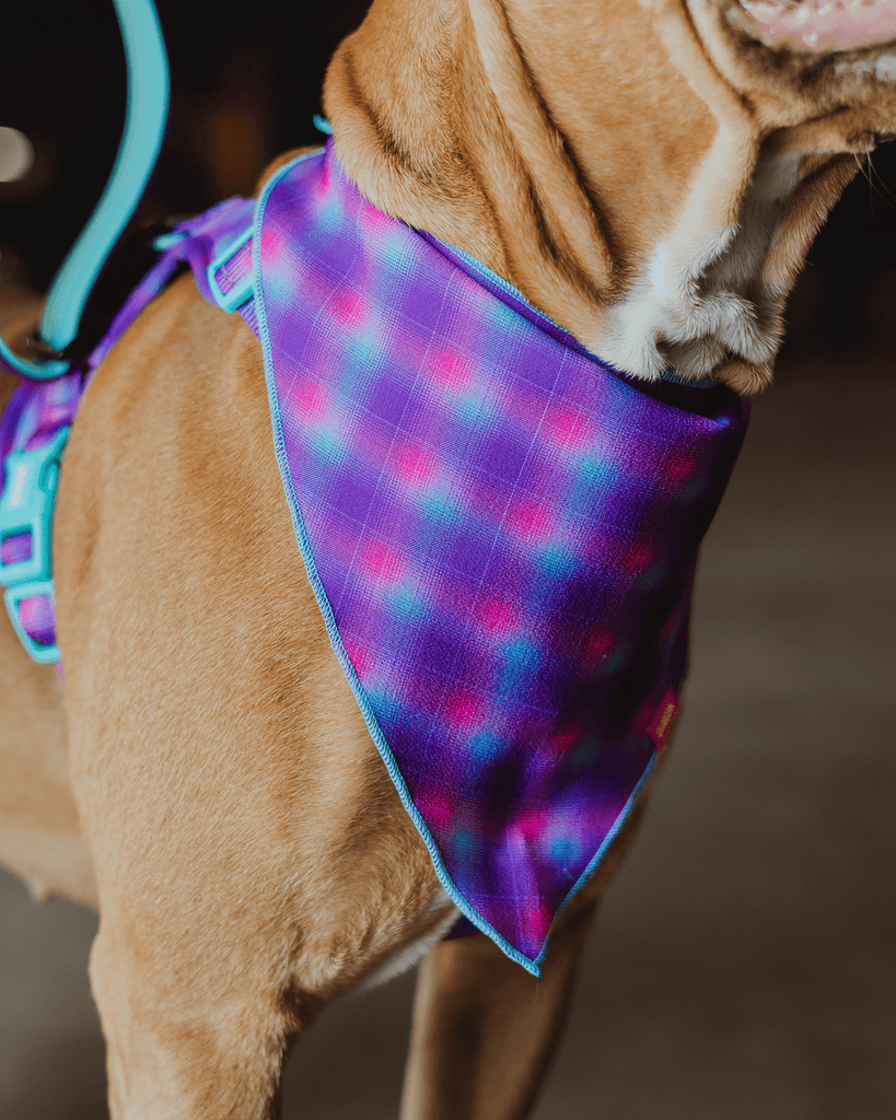 Dog Bandana - Aqua & Pink - Dixxon Flannel Co.