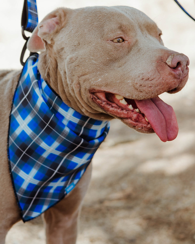 Dog Bandana - Aruba - Dixxon Flannel Co.