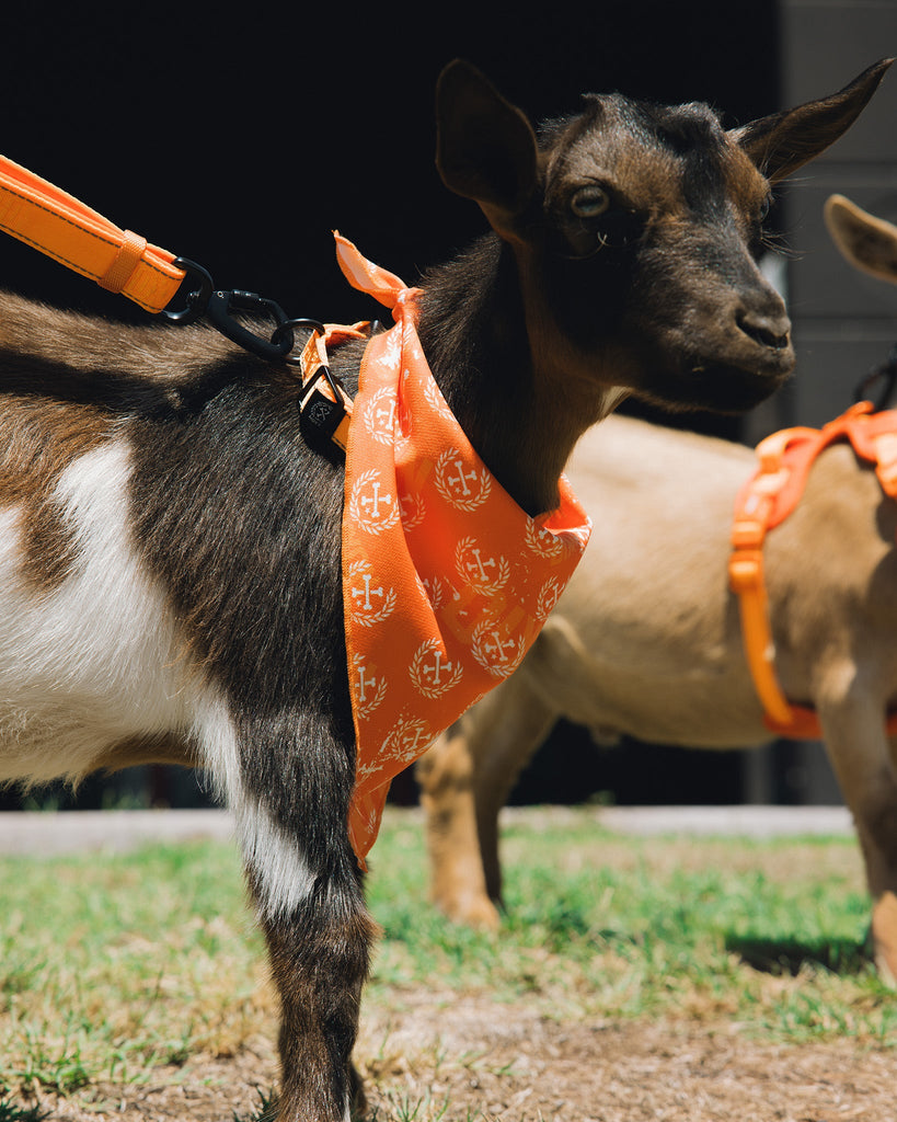 Dog Bandana - Floro Orange - Dixxon Flannel Co.