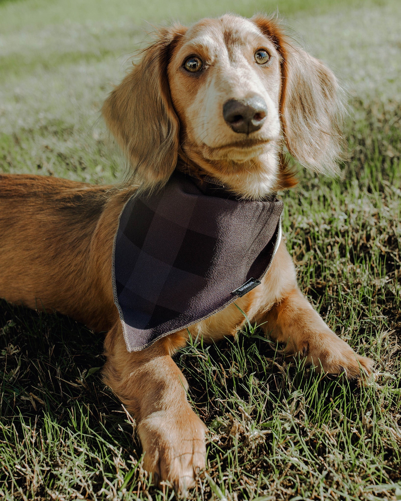 Barbour Dogs Tartan Bandana