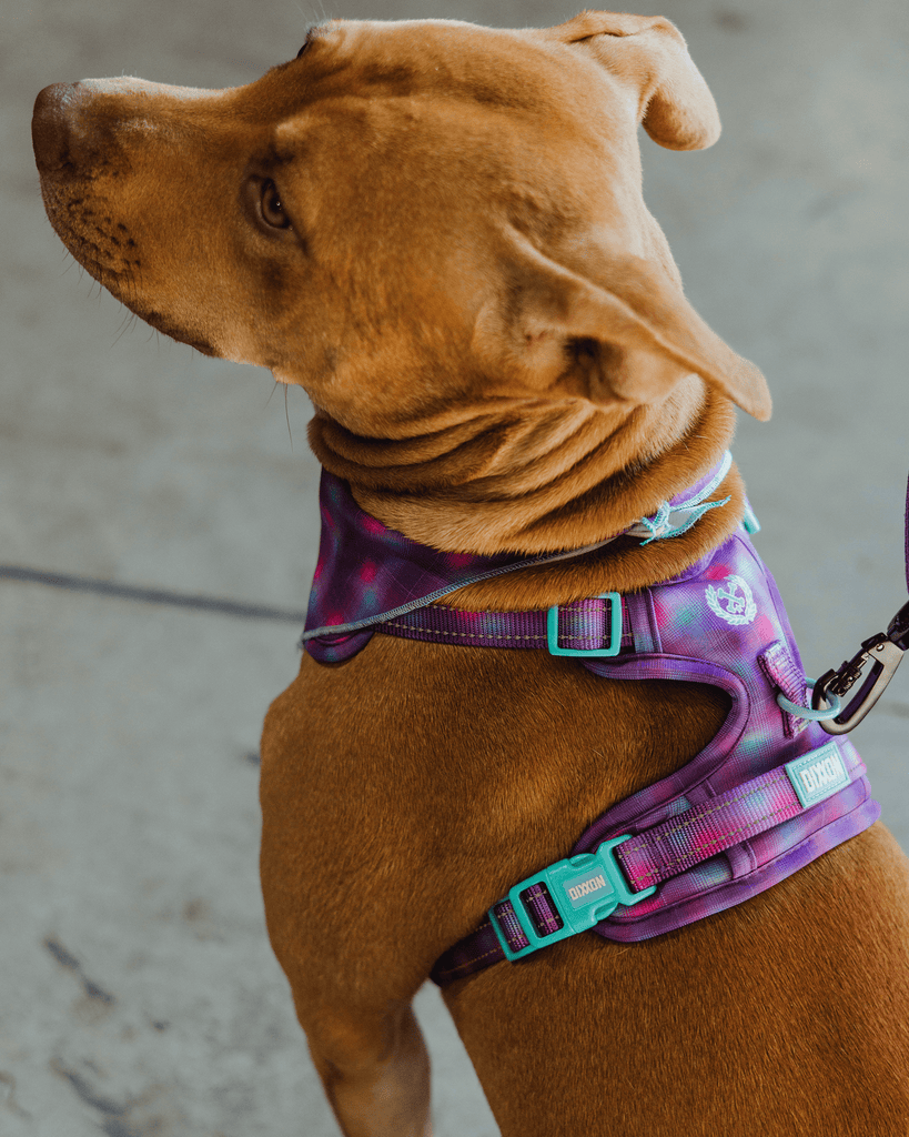 Mesh Dog Harness - Aqua & Pink - Dixxon Flannel Co.