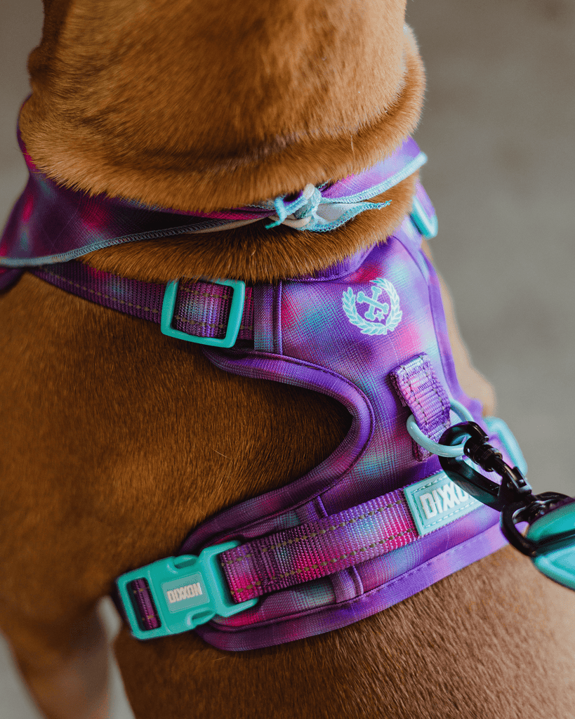 Mesh Dog Harness - Aqua & Pink - Dixxon Flannel Co.