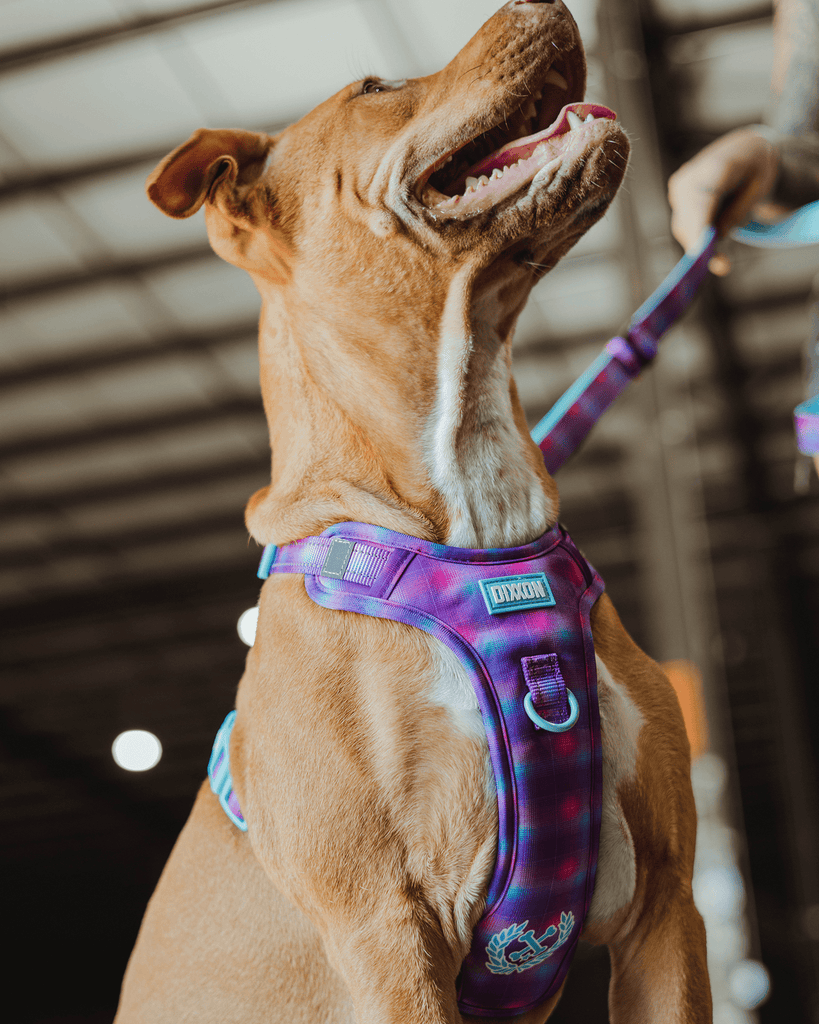 Mesh Dog Harness - Aqua & Pink - Dixxon Flannel Co.