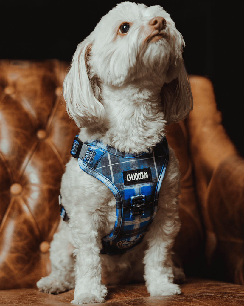 Mesh Dog Harness - Aruba - Dixxon Flannel Co.