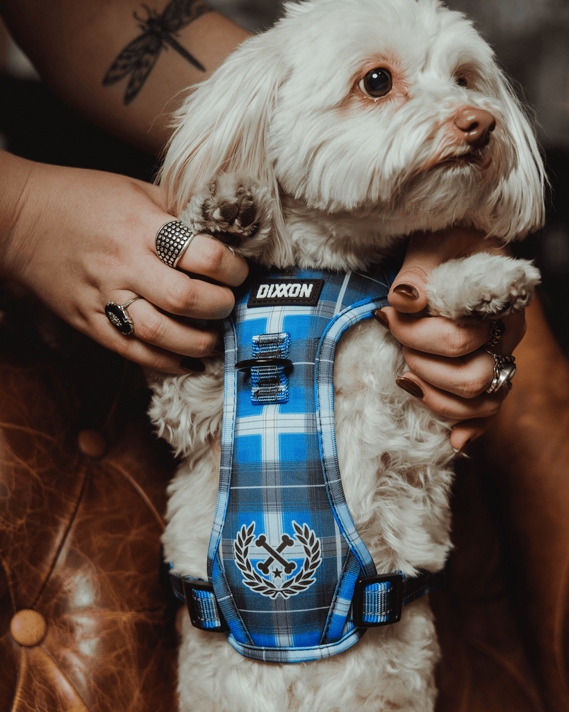 Mesh Dog Harness - Aruba - Dixxon Flannel Co.