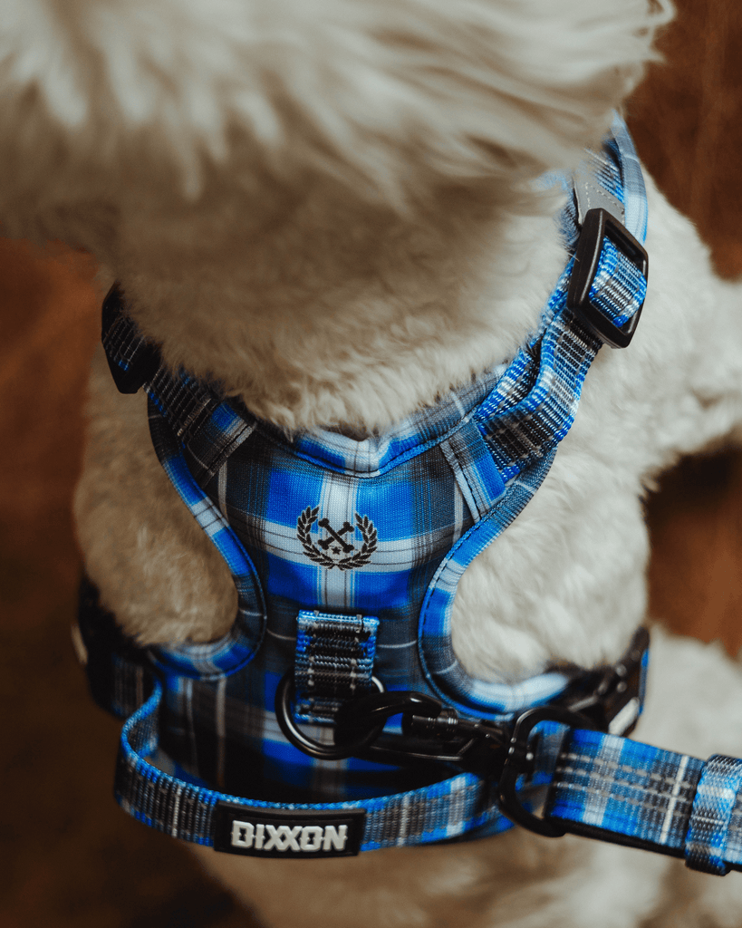 Mesh Dog Harness - Aruba - Dixxon Flannel Co.