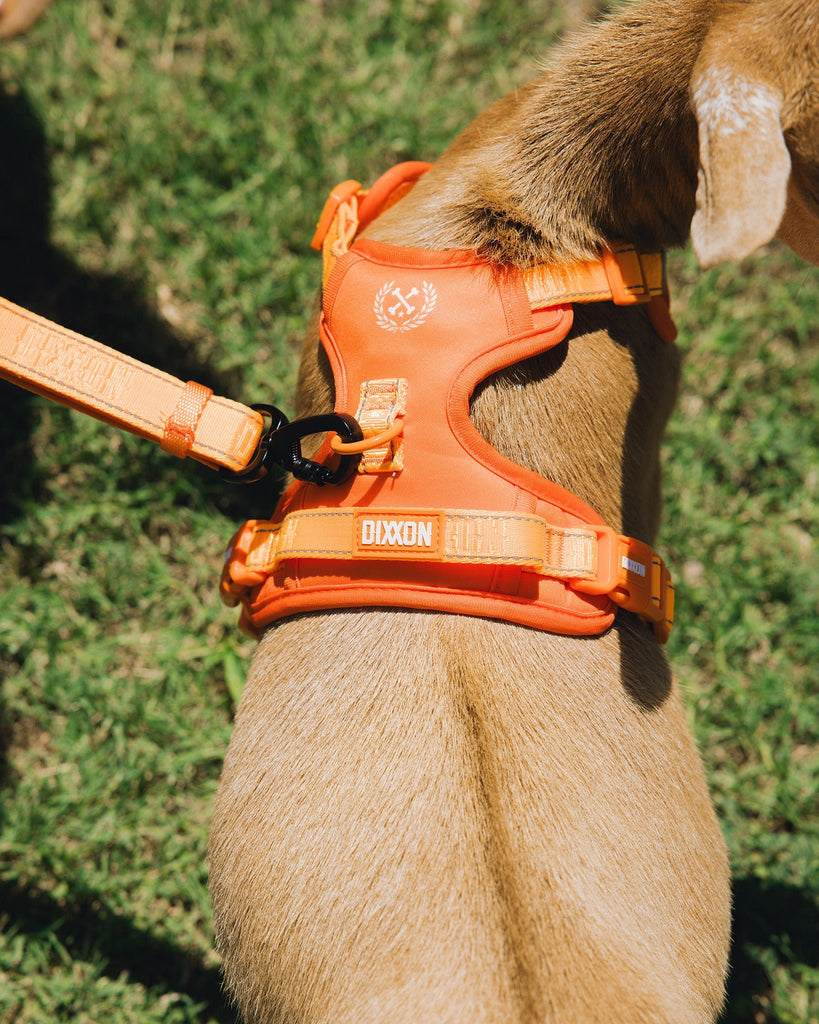 Mesh Dog Harness - Floro Orange - Dixxon Flannel Co.