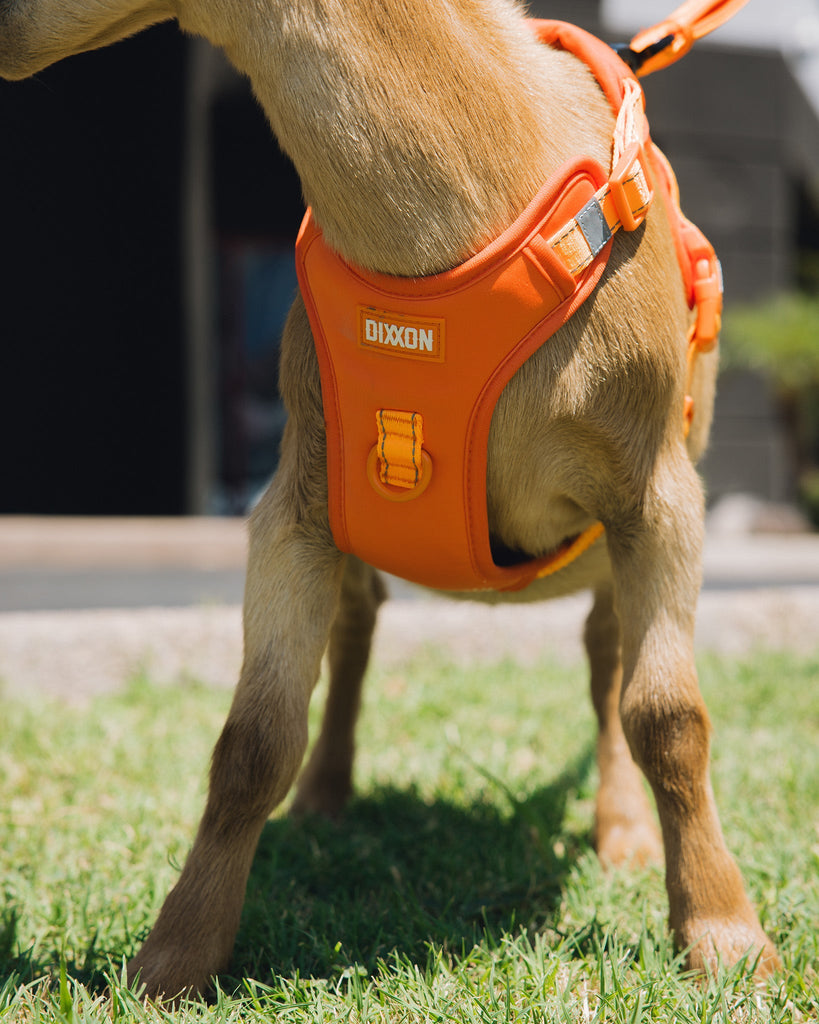 Mesh Dog Harness - Floro Orange - Dixxon Flannel Co.