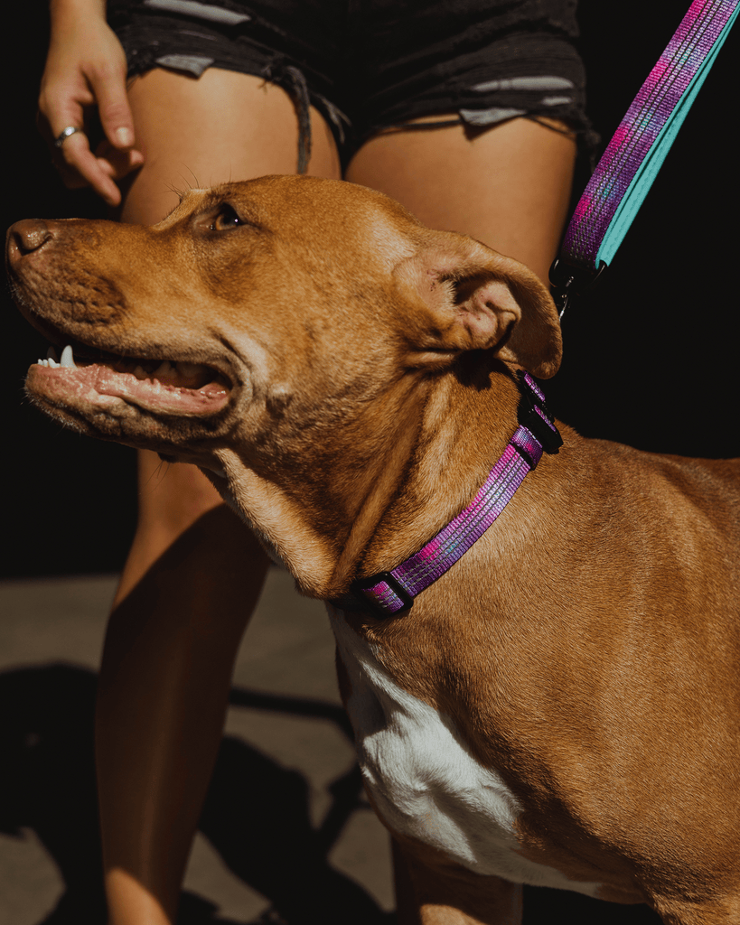 Polyester Dog Collar - Aqua & Pink - Dixxon Flannel Co.