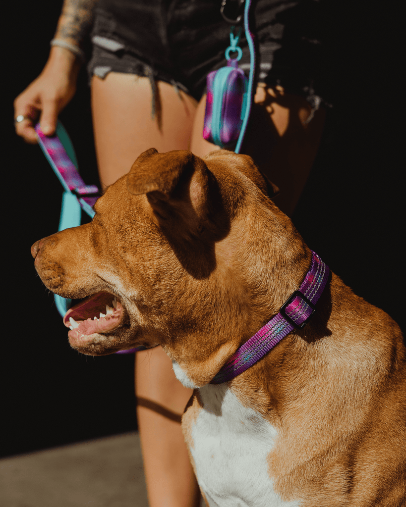 Polyester Dog Collar - Aqua & Pink - Dixxon Flannel Co.