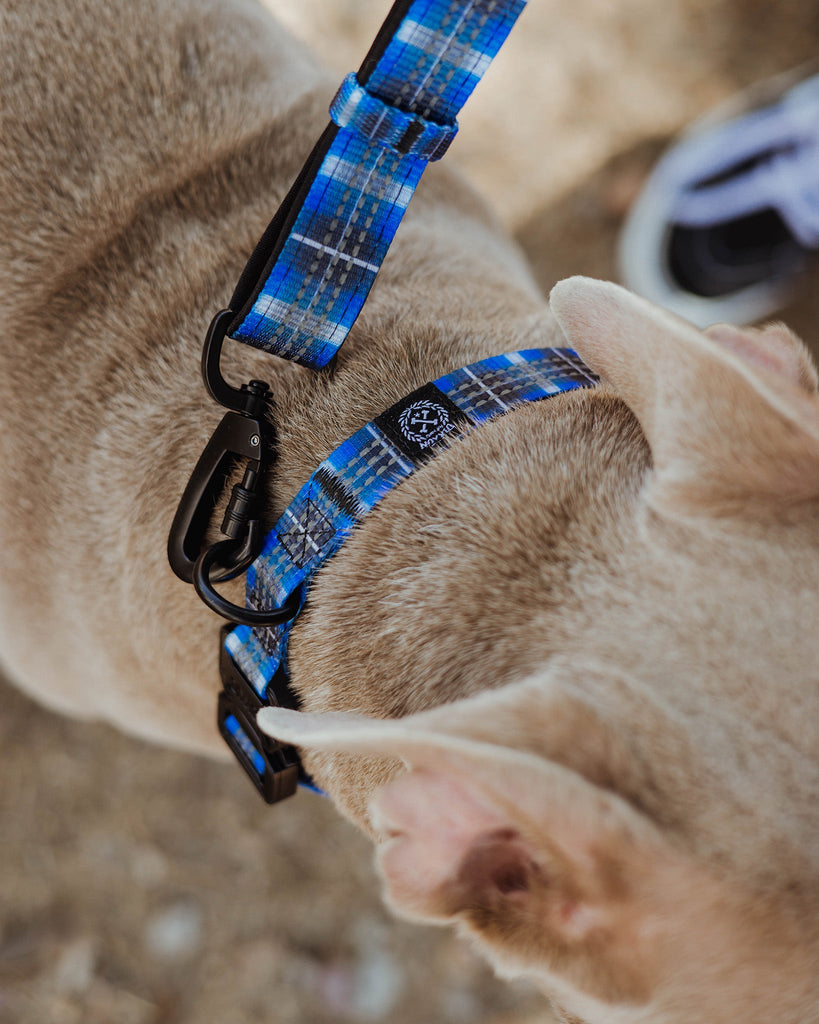 Polyester Dog Collar - Aruba - Dixxon Flannel Co.