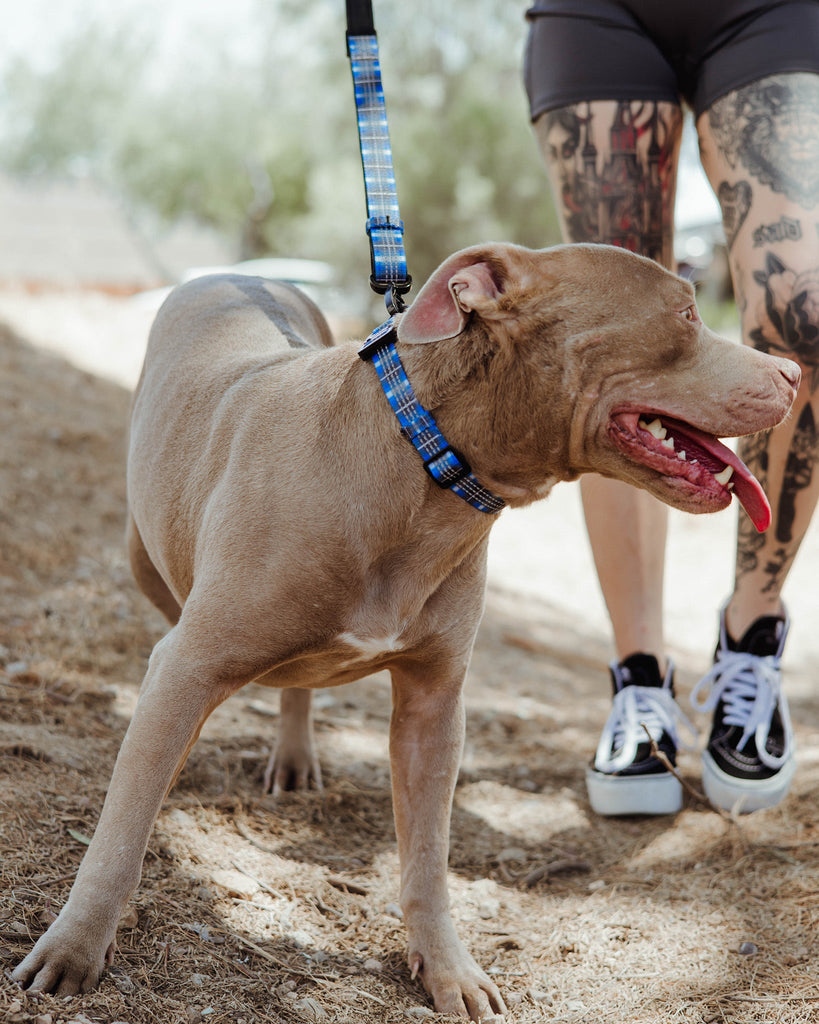 Polyester Dog Collar - Aruba - Dixxon Flannel Co.