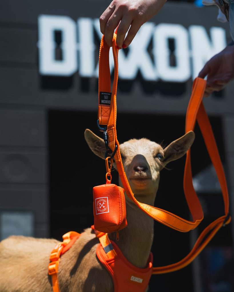 Polyester Dog Leash - Floro Orange - Dixxon Flannel Co.