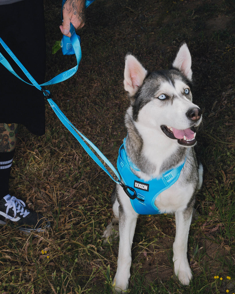 Dixxon Dog Leash - Blue - Dixxon Flannel Co.