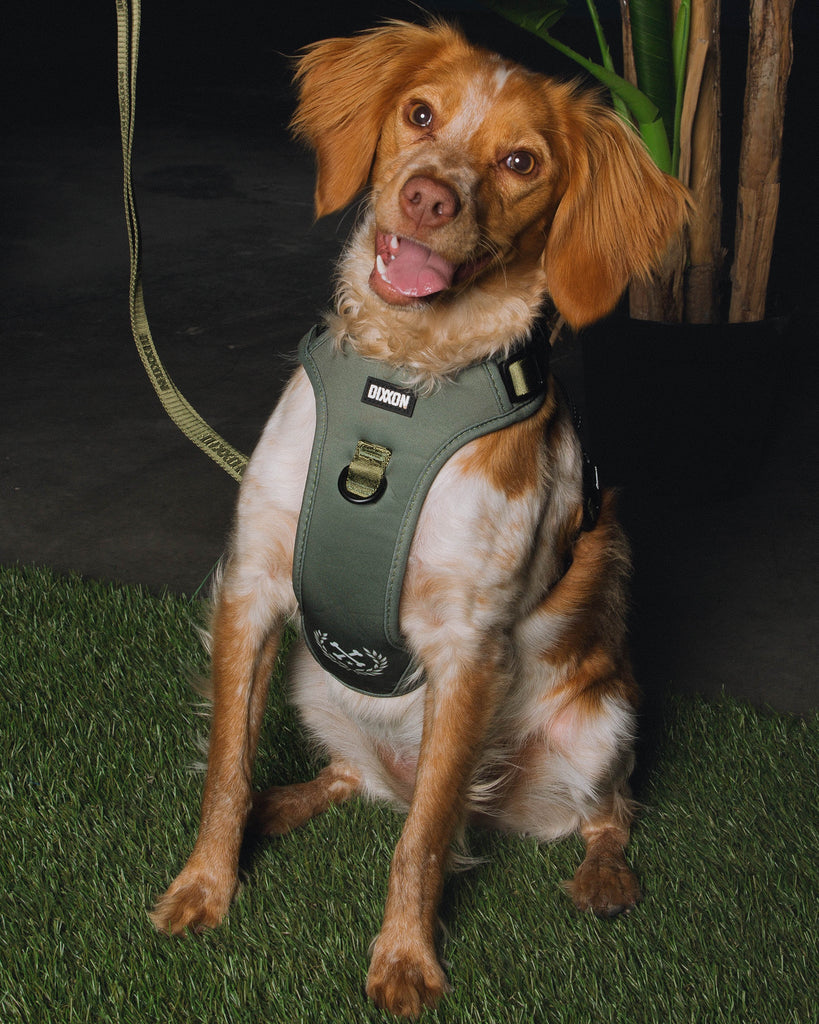 Dixxon Mesh Dog Harness - O.D. Green - Dixxon Flannel Co.